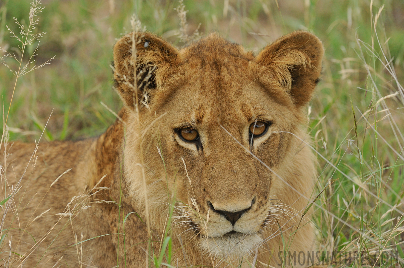 Panthera leo melanochaita [390 mm, 1/640 sec at f / 8.0, ISO 1600]